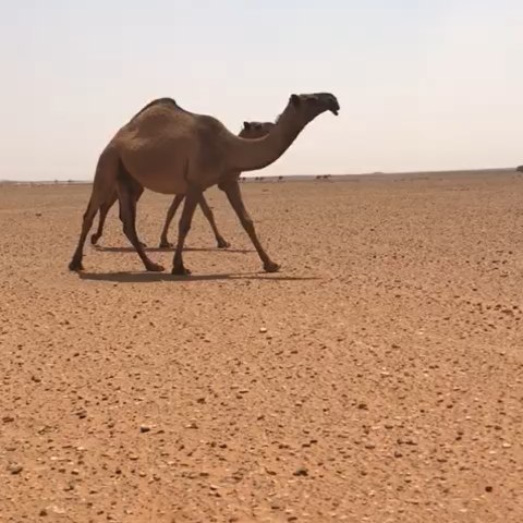 ابل الحمادين واشهر ملاكها - اشهر الابل عند الحمادين